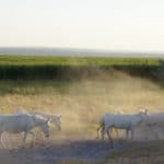 Nationalpark Neusiedler See-Seewinkel