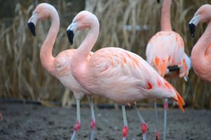 Flamingos © Luisenpark Mannheim