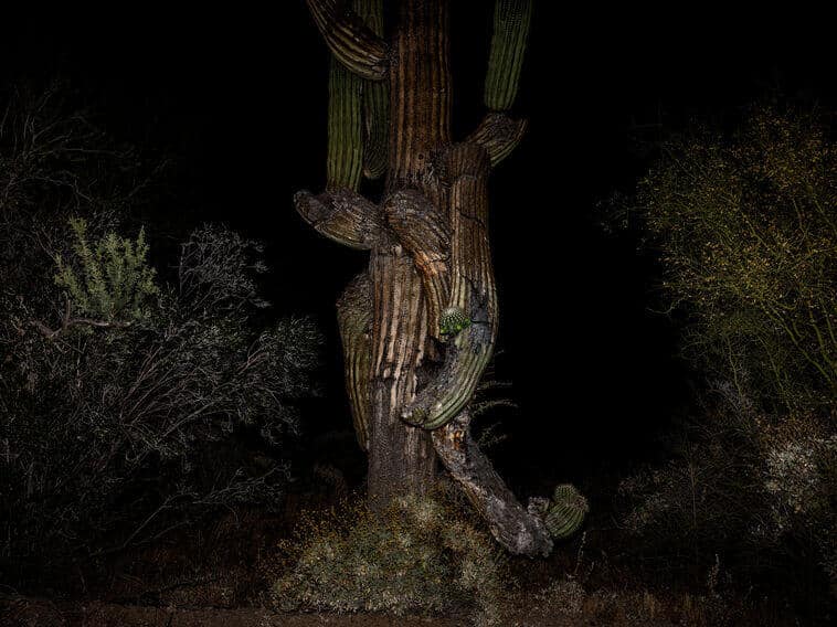 Paolo Pellegrin, Sonoyta, Sonoran Desert, MEXICO, May 2019 © Paolo Pellegrin/Magnum Photos