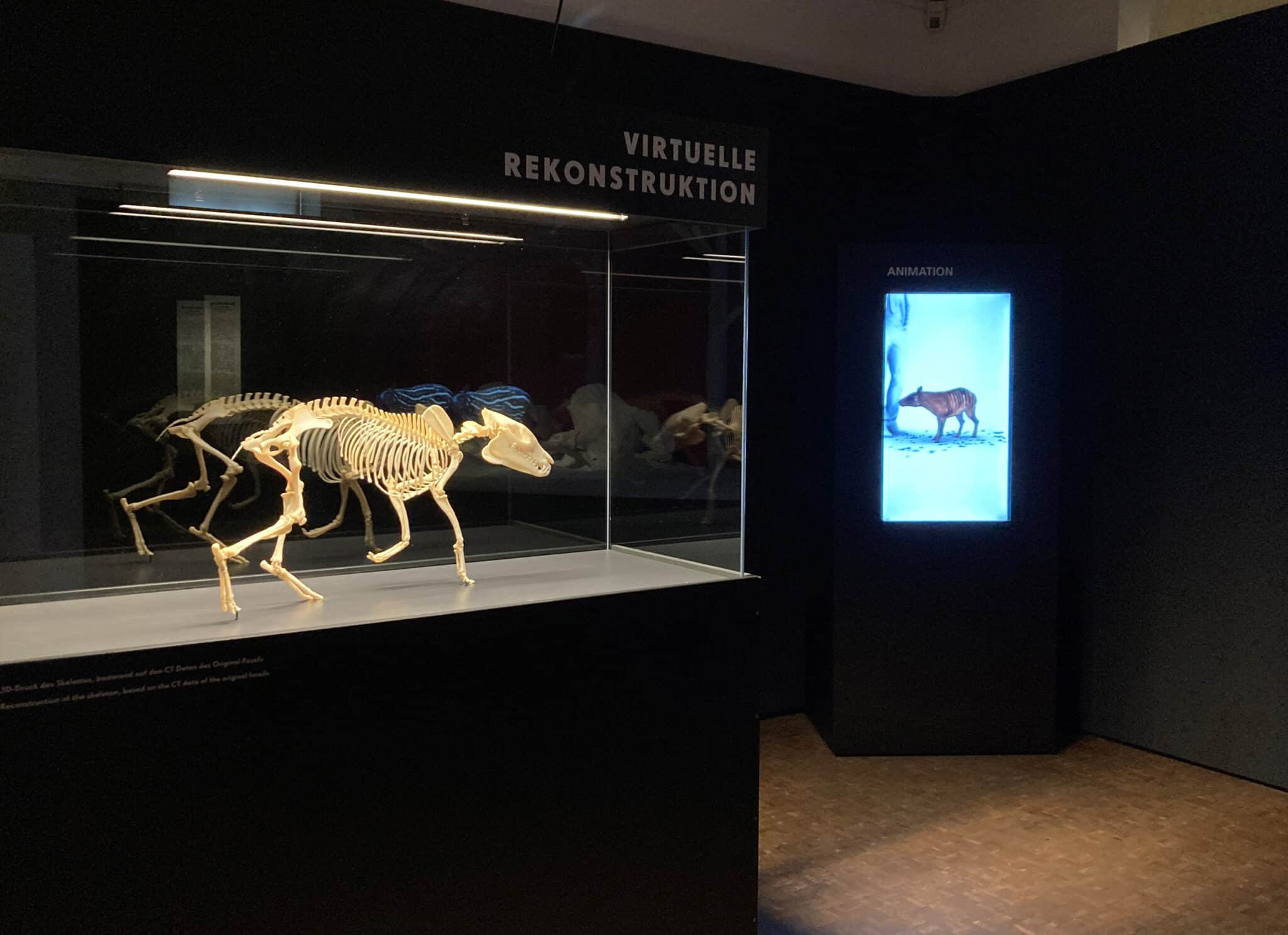 Blick in die Ausstellung © Deutsches Pferdemuseum