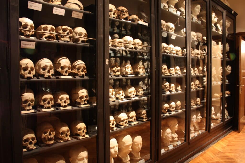 Rollettmuseum, Gallic skull collection © Rollettmuseum Baden