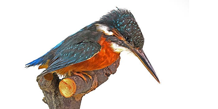 Kingfisher, Alcedo atthis, from the exhibition &quot;Rostock and the Warnow&quot; © Zoological Collection of the University of Rostock