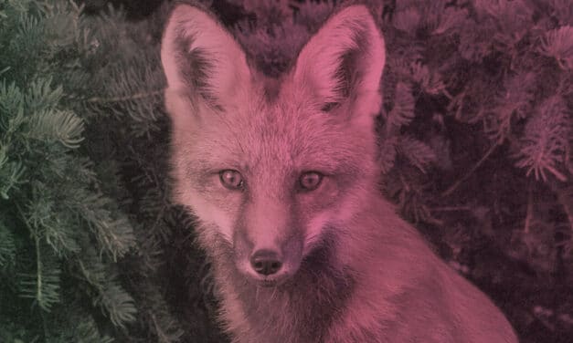 Oldenburg State Theater: The Cunning Little Vixen