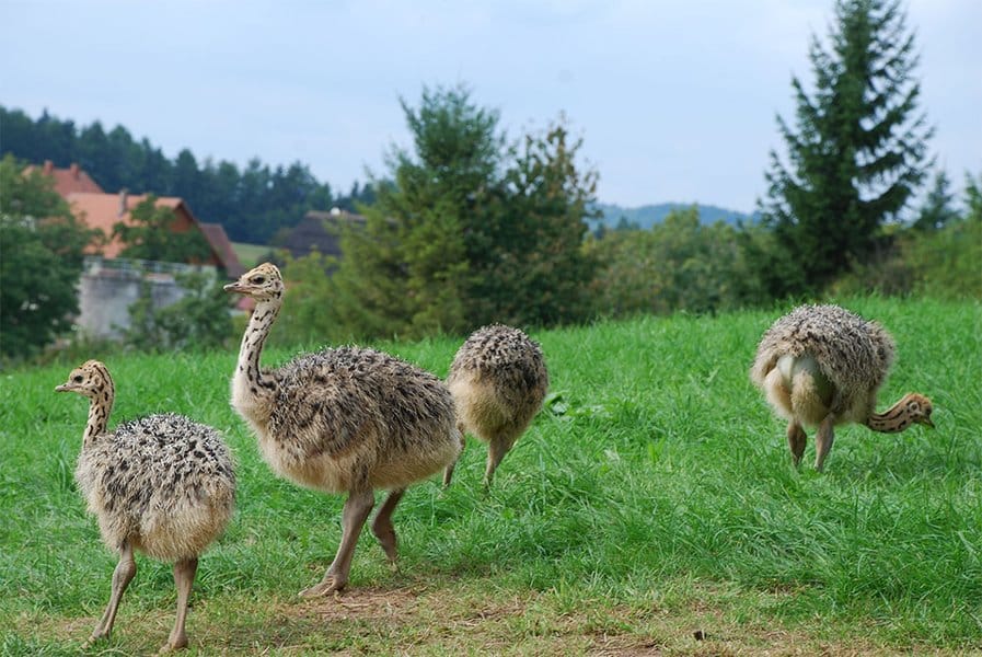 Young ostriches © Straußenfarm Hegau in Stockach