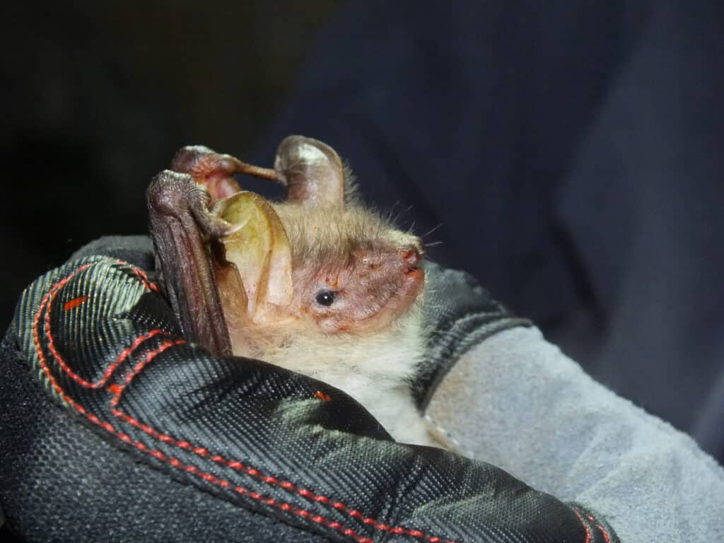 Lesser mouse-eared bat (Myotis blythii) in glove © Katharina Bürger
