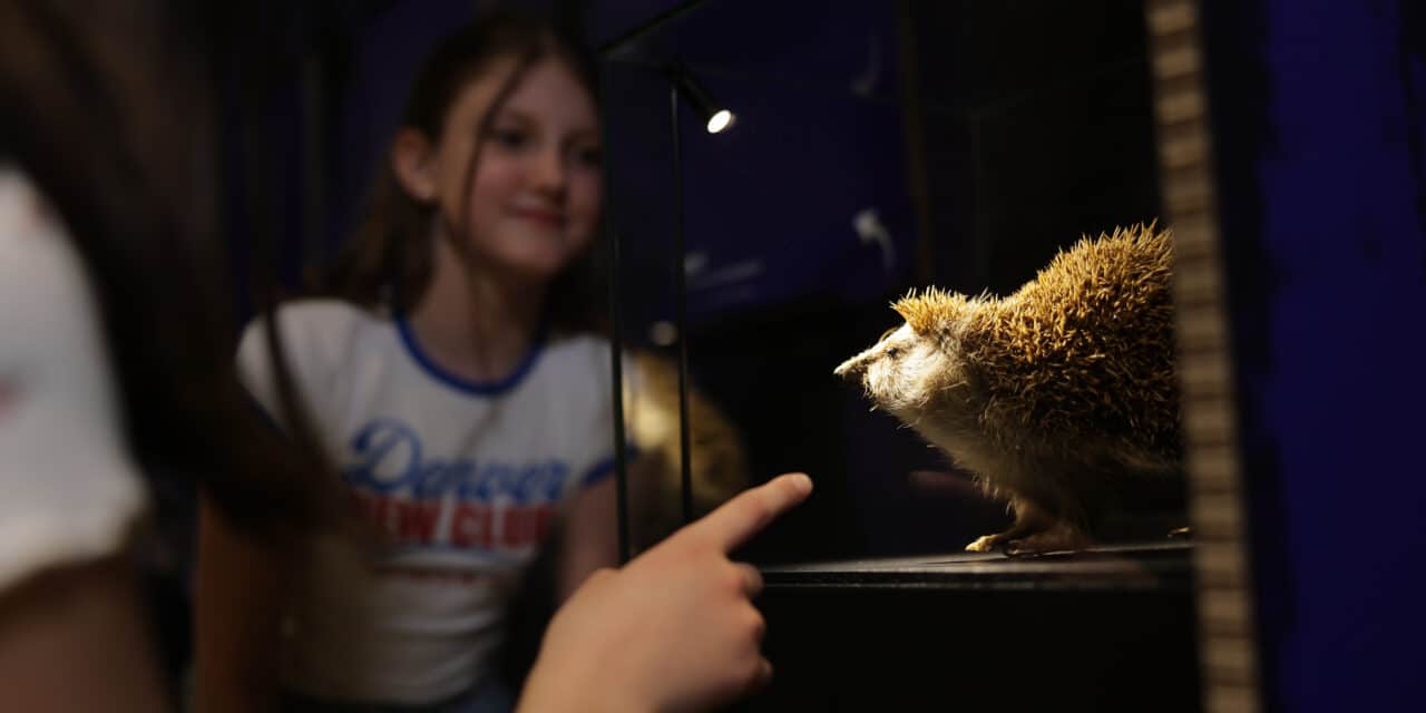 Museum Niederösterreich | Haus der Natur: Animals of the Night - An Expedition into the Hidden
