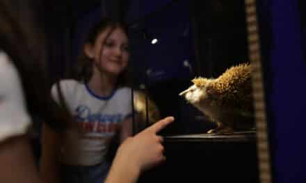 Museum Niederösterreich | Haus der Natur: Tiere der Nacht – Eine Expedition ins Verborgene