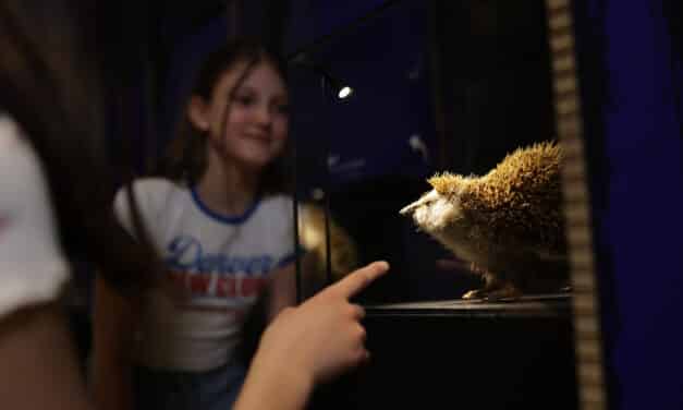 Museum Niederösterreich | Haus der Natur: Tiere der Nacht – Eine Expedition ins Verborgene