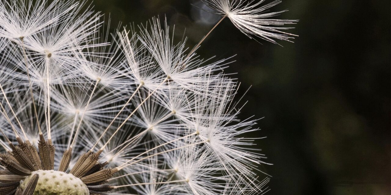 Historisches Museum Bamberg: Make a wish! Make a Wish! - An exhibition about longing, meaning and the art of desire