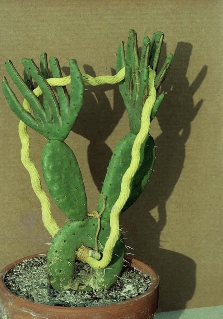 Carl Cheng, California Bonsai Laboratory, 1966-1990, Photographic documentation Copyright: © Carl Cheng Creditline: Courtesy the artist