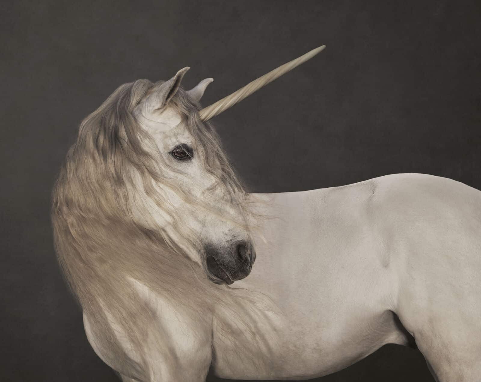 Marie Cécile Thijs: Einhorn, um 2015 © Marie Cécile Thijs SmithDavidson