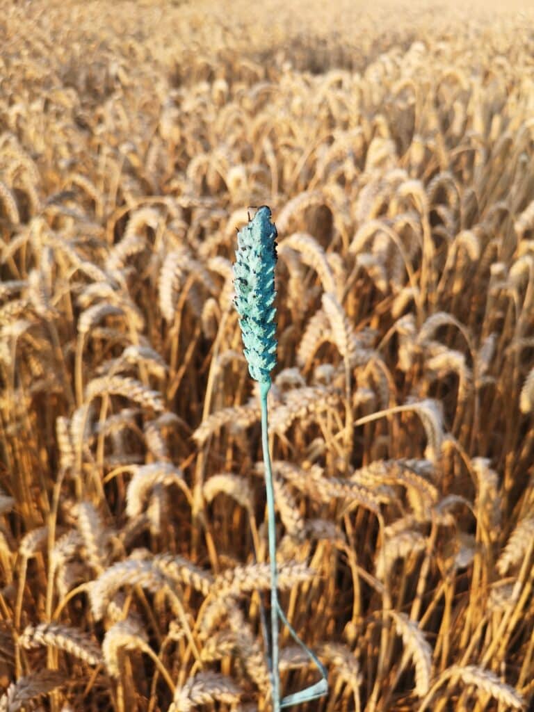 Foto Seeds Criewener No104 2022 © Tue Greenfort_Courtesy the artist and König Galerie