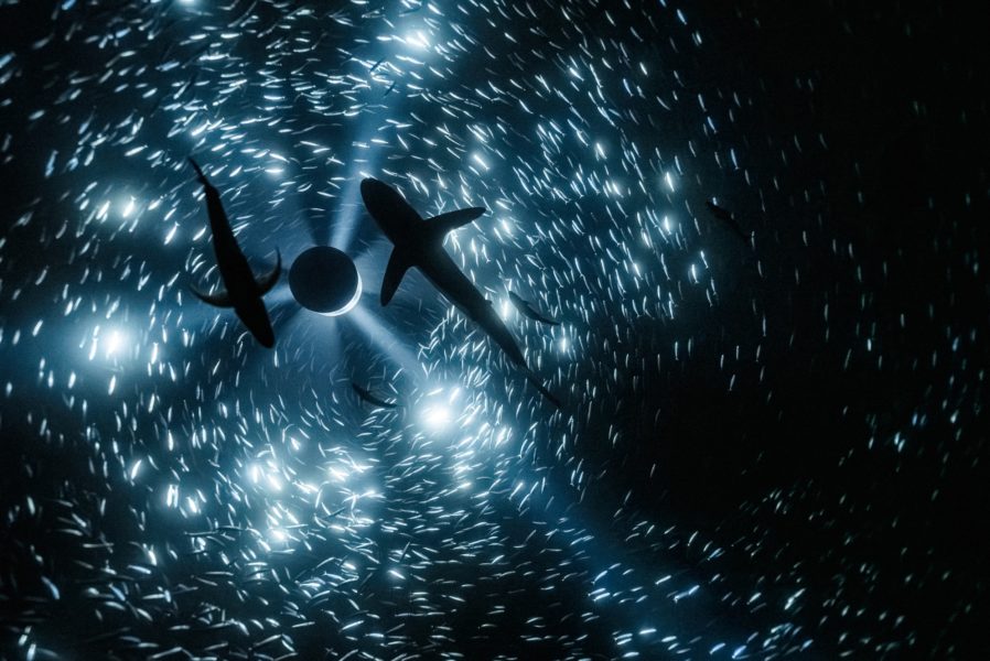 Julian Charrière, Midnight Zone (Videostill), 2024, © der Künstler / VG Bild-Kunst, Bonn 2026
