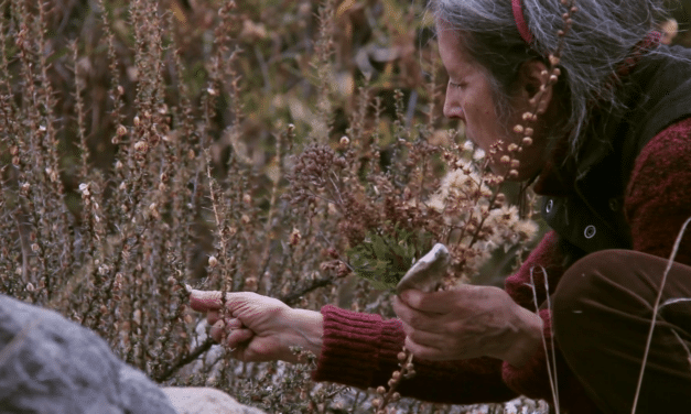 KunstHausWien: Seeds of the Future – Art, Memory, and Ecological Hope