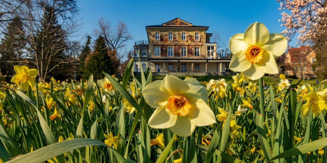 Das Gartenjahr 2026 in Konstanz: Bäume am Bodensee