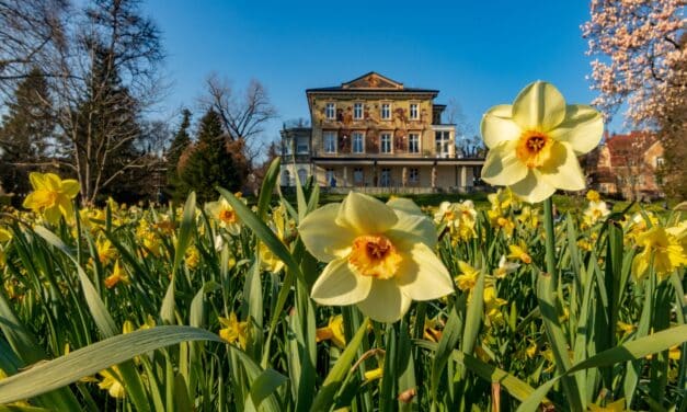 Das Gartenjahr 2026 in Konstanz: Bäume am Bodensee